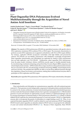 Plant Organellar DNA Polymerases Evolved Multifunctionality Through the Acquisition of Novel Amino Acid Insertions