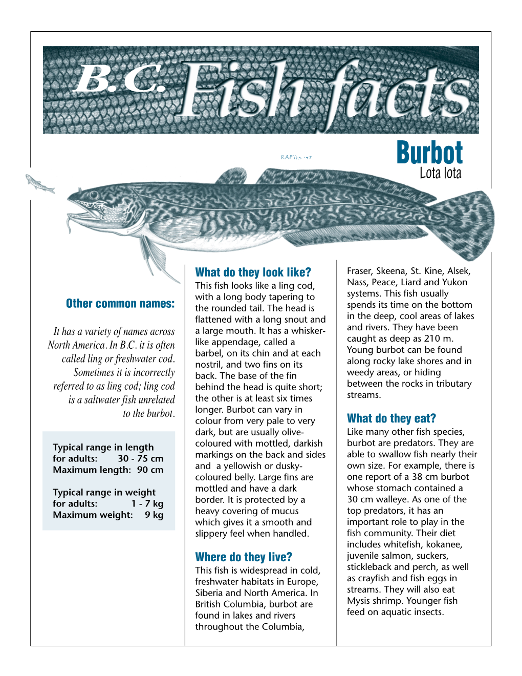 Burbot (Fish Facts)