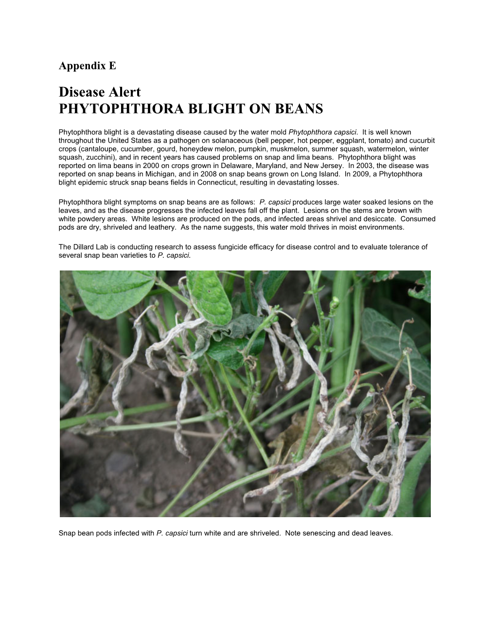 Phytophthora Blight on Beans