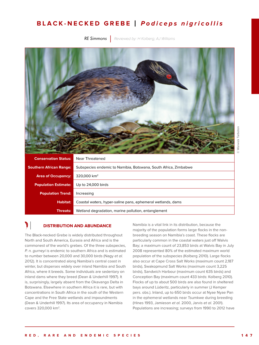 BLACK-NECKED GREBE | Podiceps Nigricollis