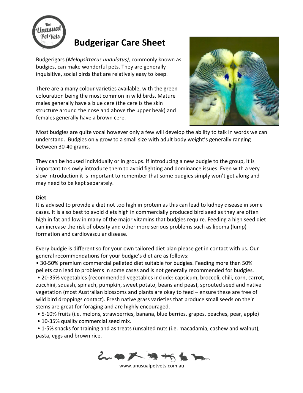 Budgerigar Care Sheet