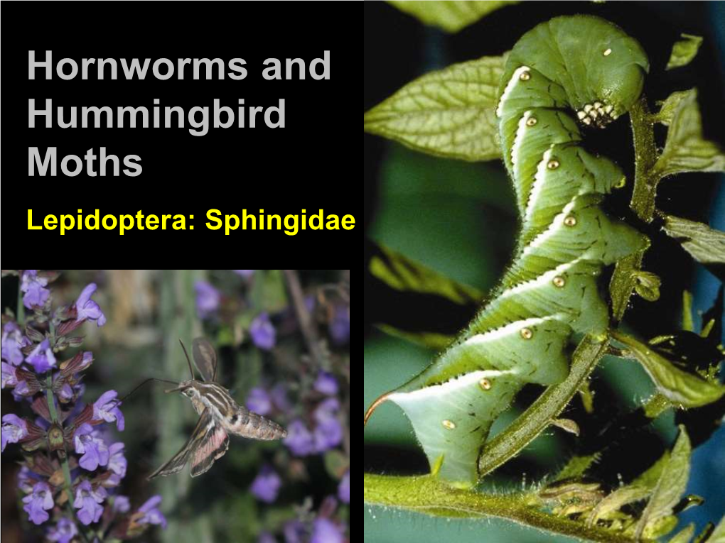 Hornworms and Hummingbird Moths Lepidoptera: Sphingidae Hornworms Are Large Caterpillars