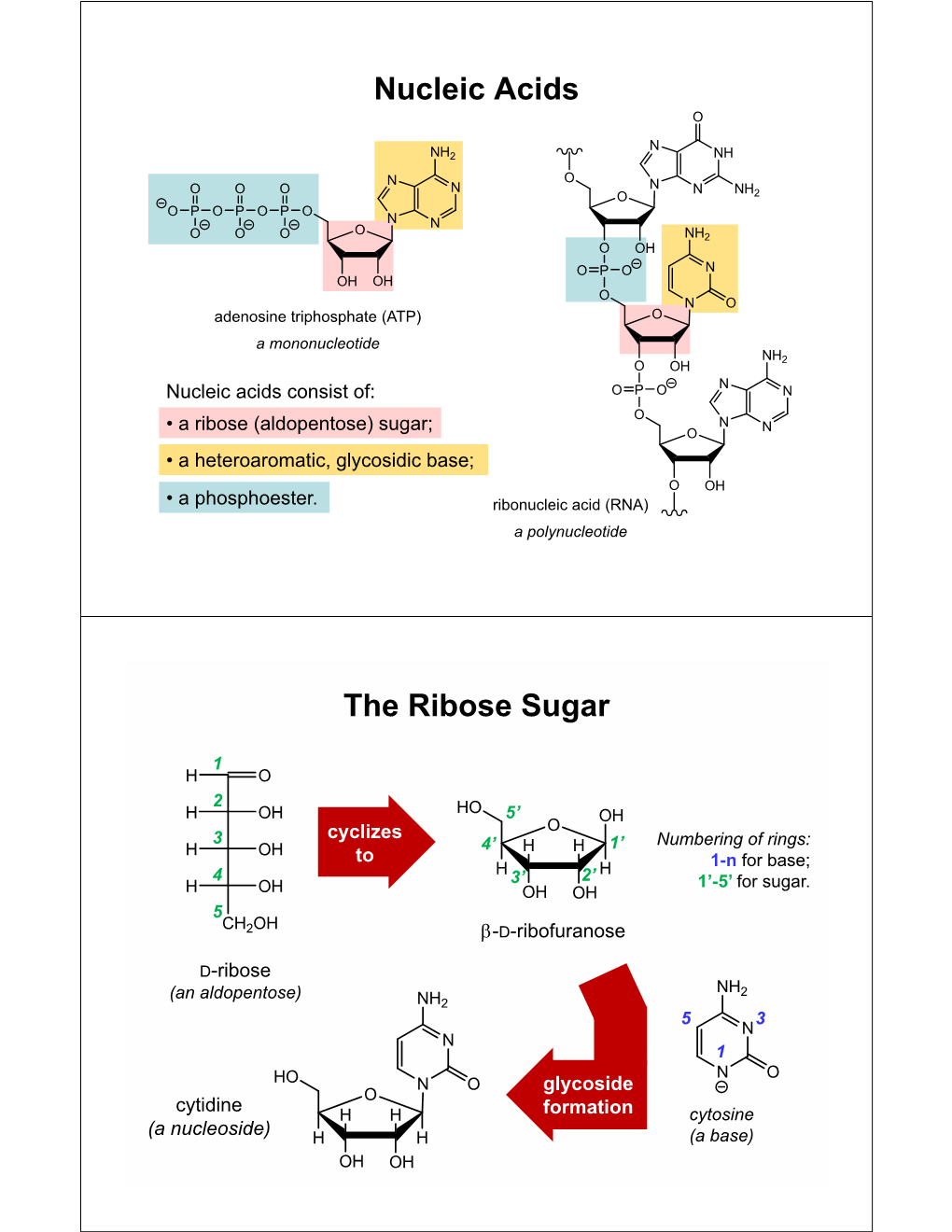 Nucleic Acids the Ribose Sugar