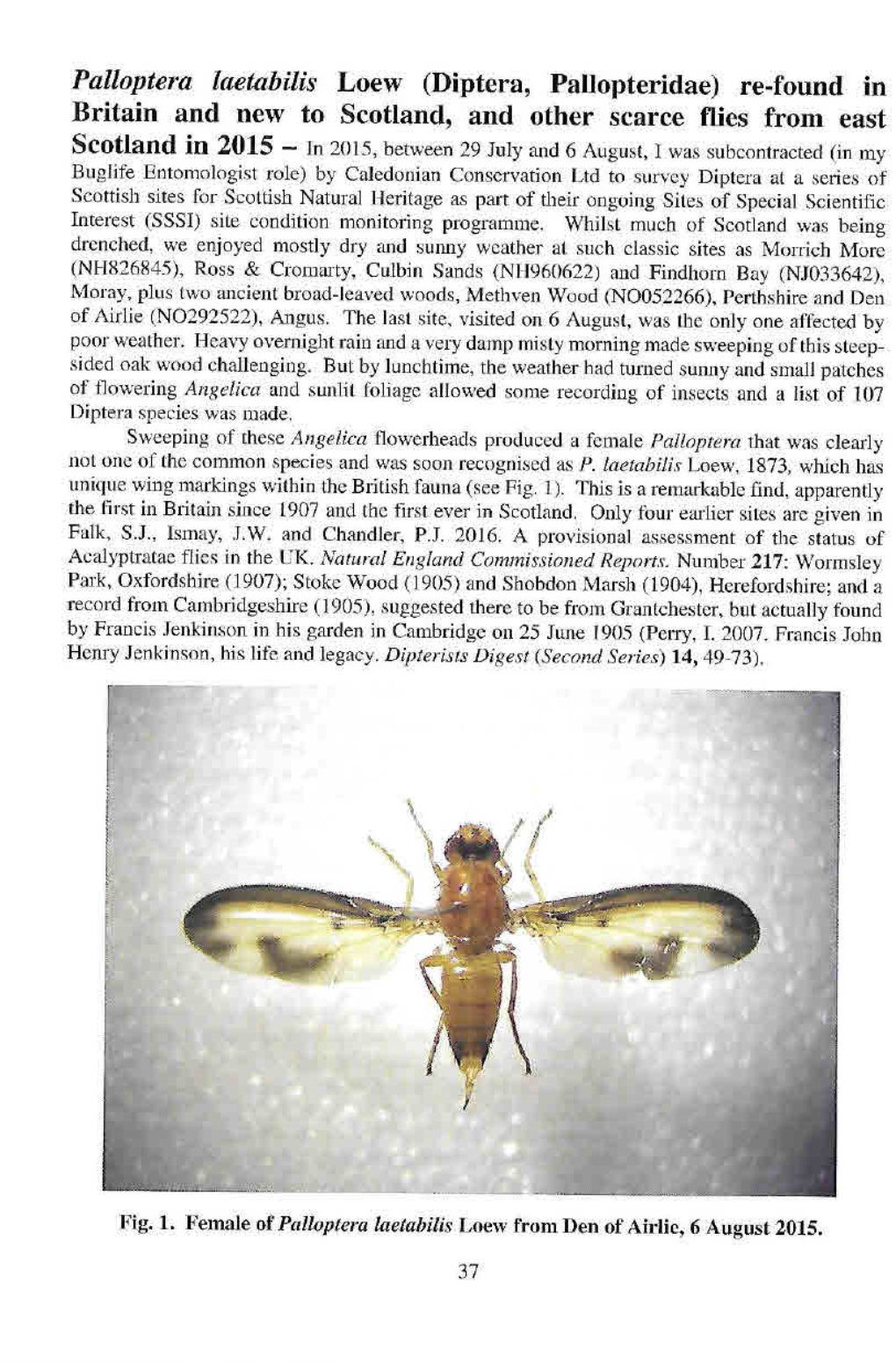 Palloptera Laetabilis Loew (Diptera, Pallopteridae)