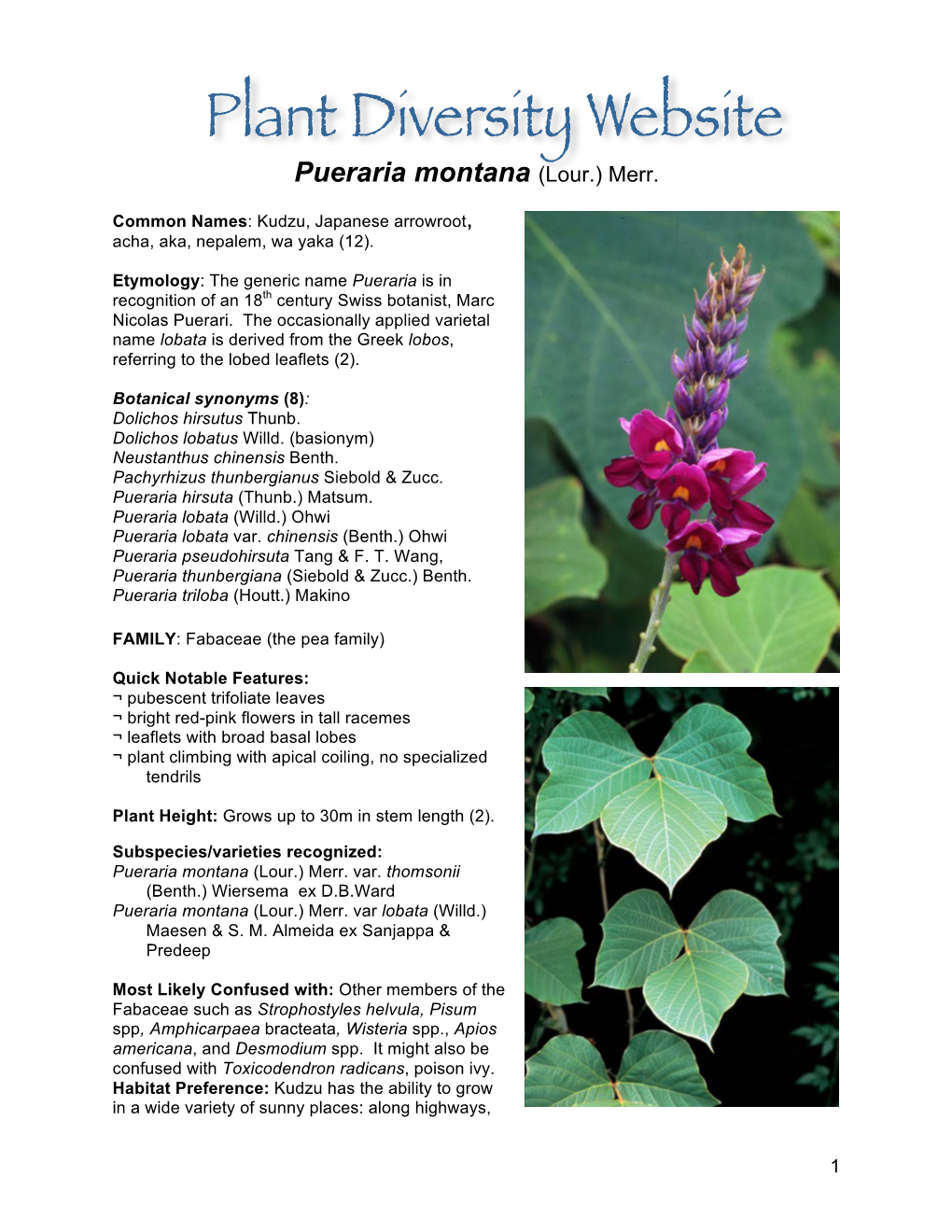 Pueraria Montana (Lour.) Merr