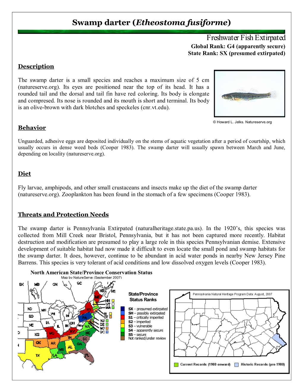 Swamp Darter (Etheostoma Fusiforme)