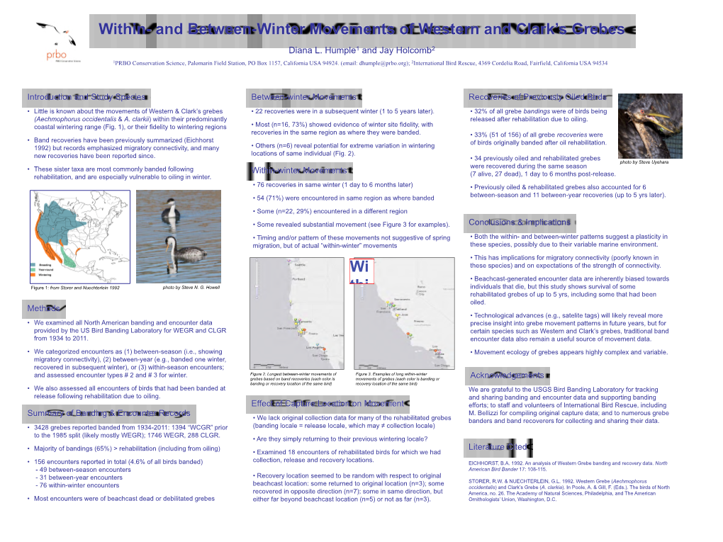 And Between-Winter Movements of Western and Clark's Grebes