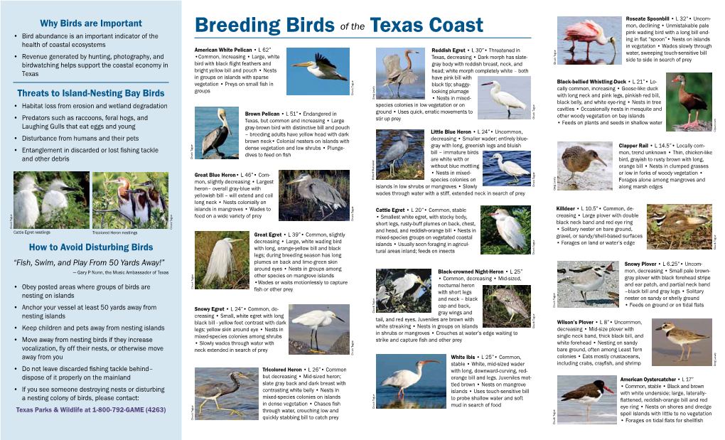 Breeding Birds of the Texas Coast