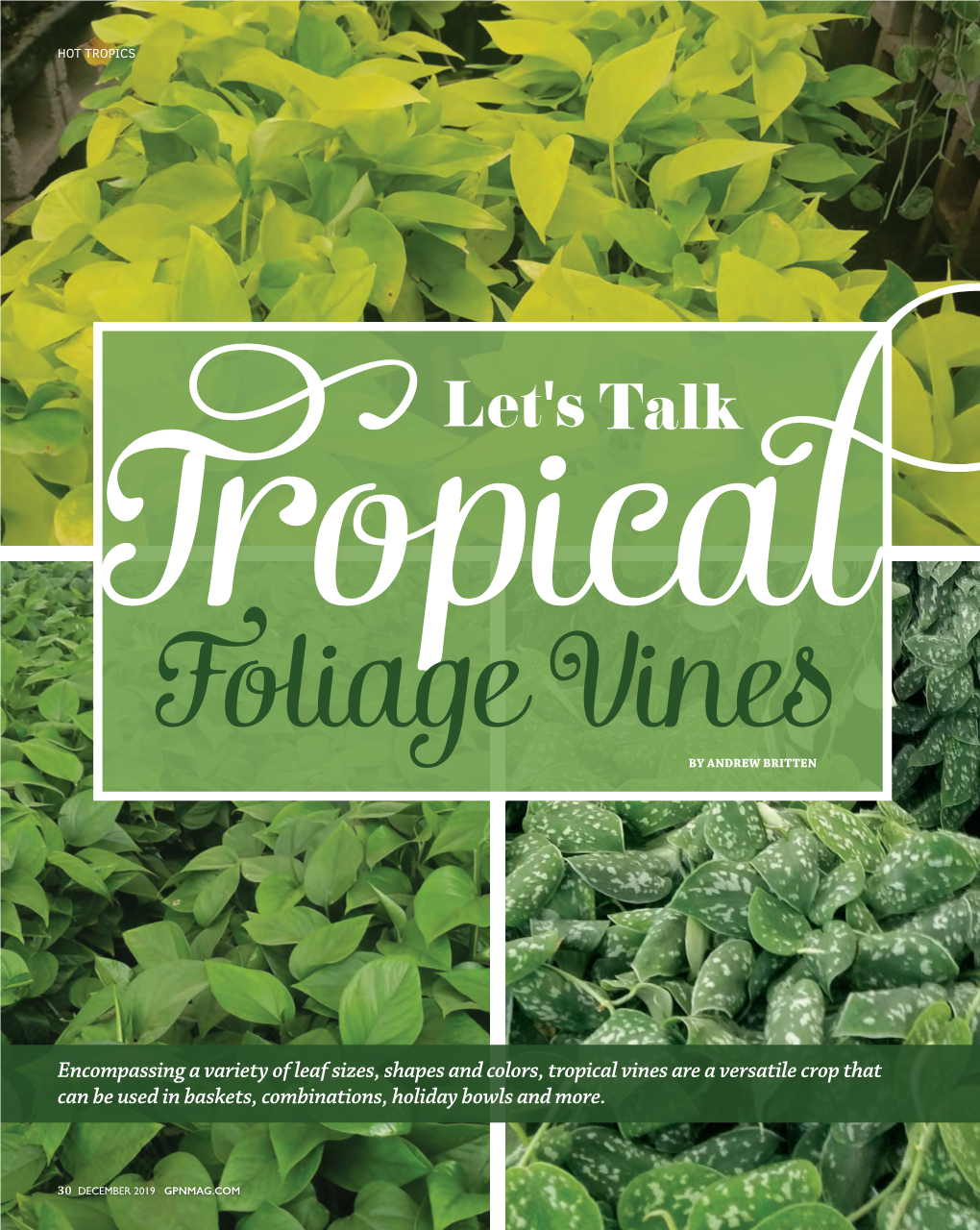 Let's Talk Tropical Foliage Vines