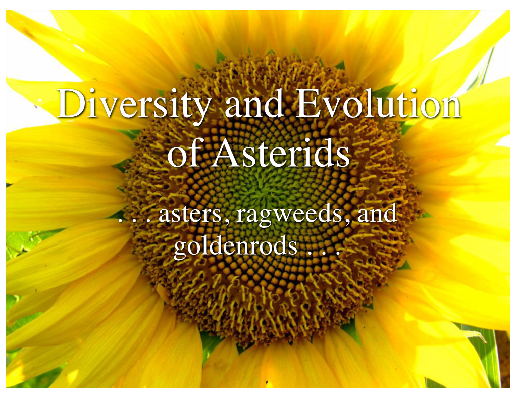 Diversity and Evolution of Asterids