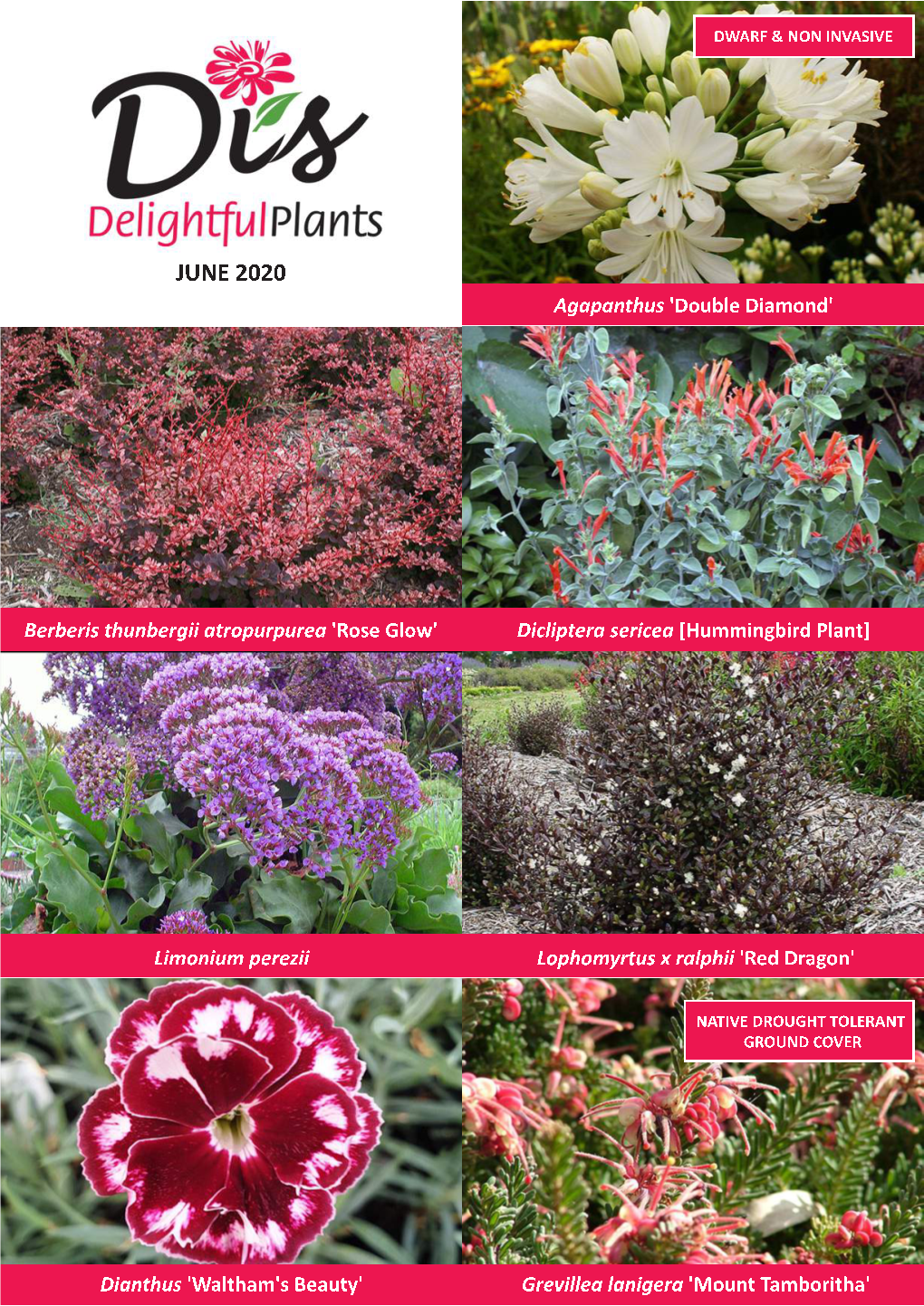 Dis Delightful Plants Ordering Details, Terms & Conditions