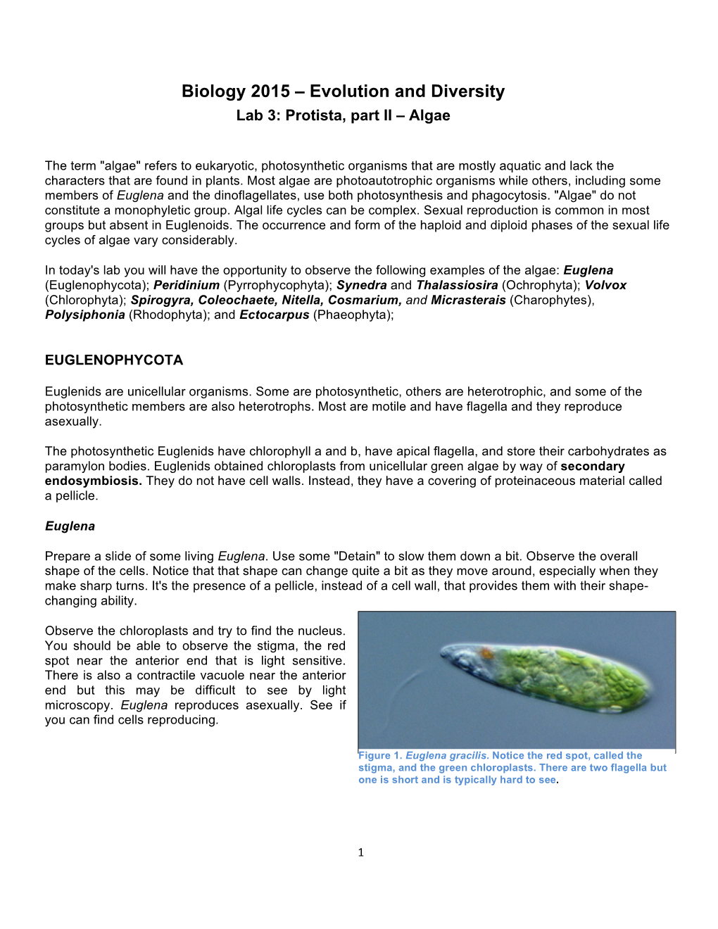 Biology 2015 – Evolution and Diversity Lab 3: Protista, Part II – Algae