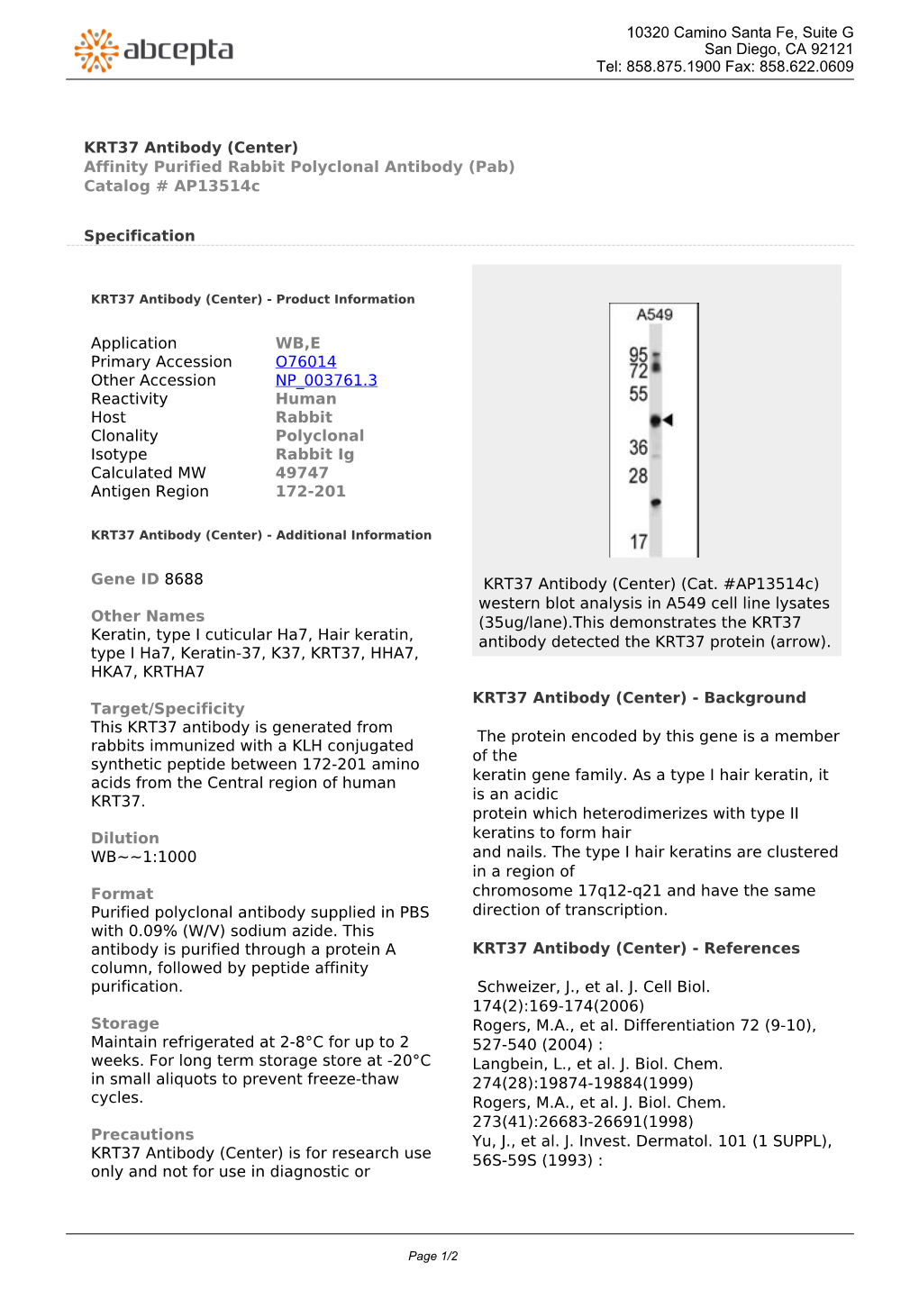 KRT37 Antibody (Center) Affinity Purified Rabbit Polyclonal Antibody (Pab) Catalog # Ap13514c