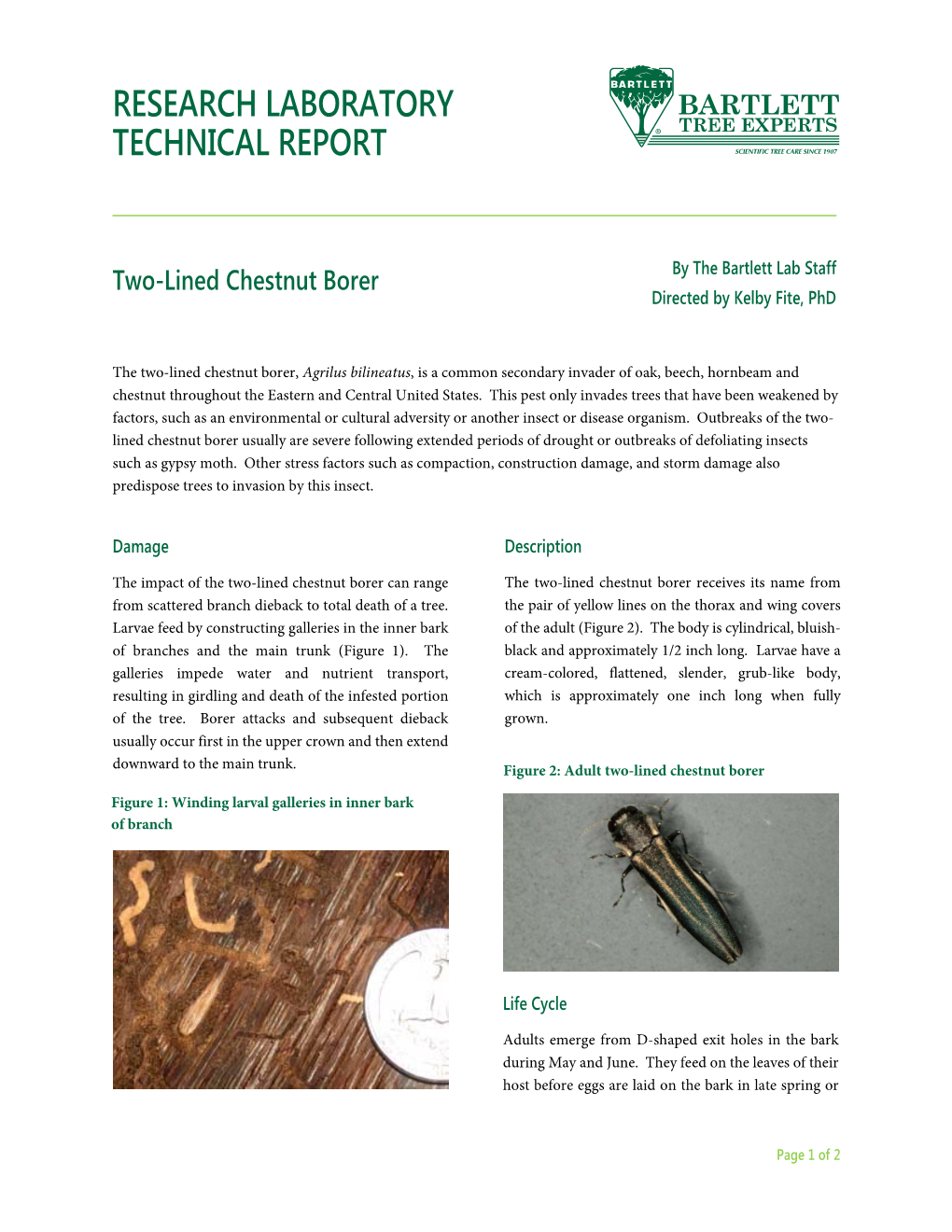 Two-Lined Chestnut Borer by the Bartlett Lab Staff Directed by Kelby Fite, Phd