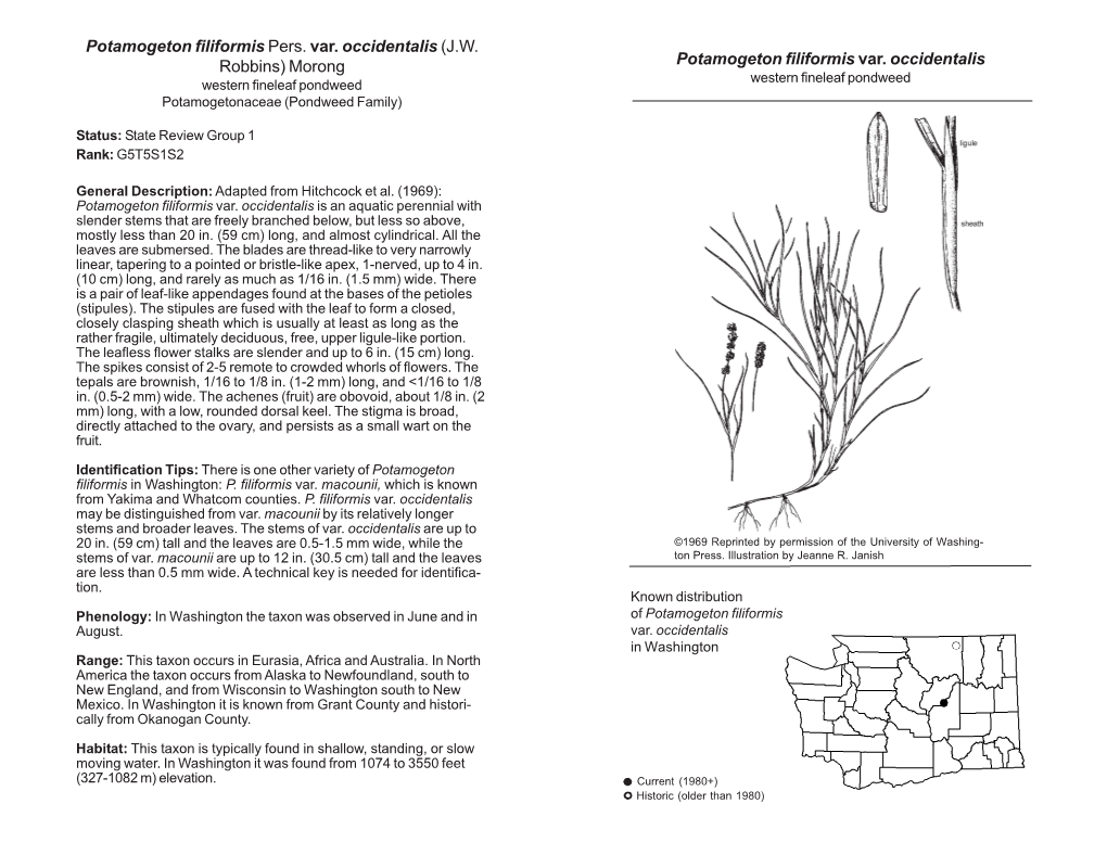 Potamogeton Filiformis Var. Occidentalis Western Fineleaf Pondweed Western Fineleaf Pondweed Potamogetonaceae (Pondweed Family)