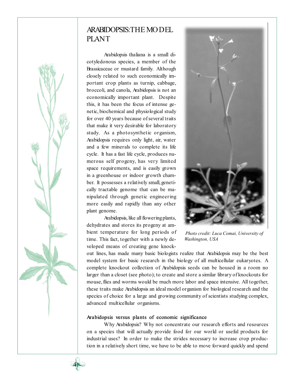 Arabidopsis: the Model Plant