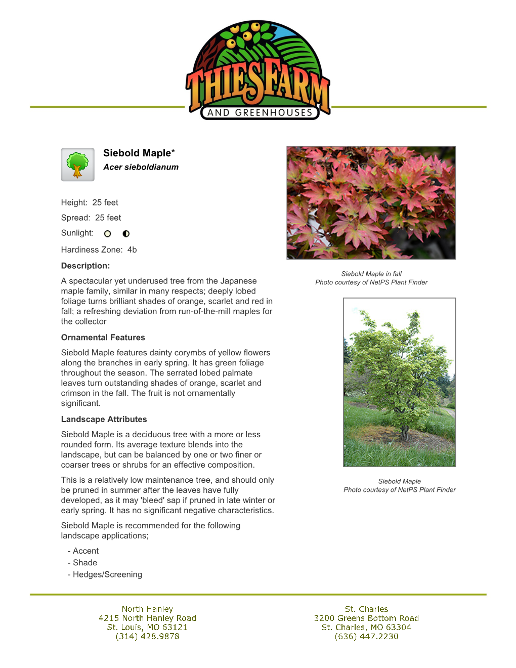 Thies Farm & Greenhouses Siebold Maple