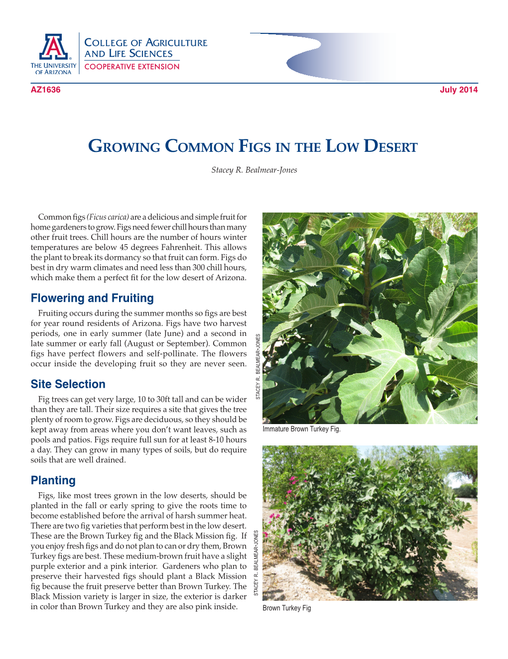 Growing Common Figs in the Low Desert Stacey R