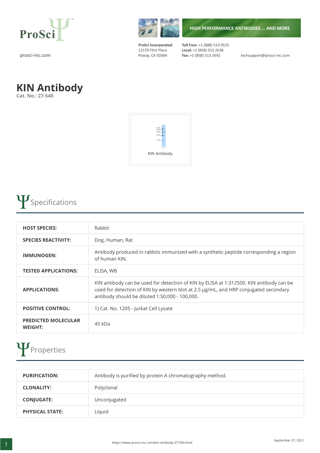 KIN Antibody Cat