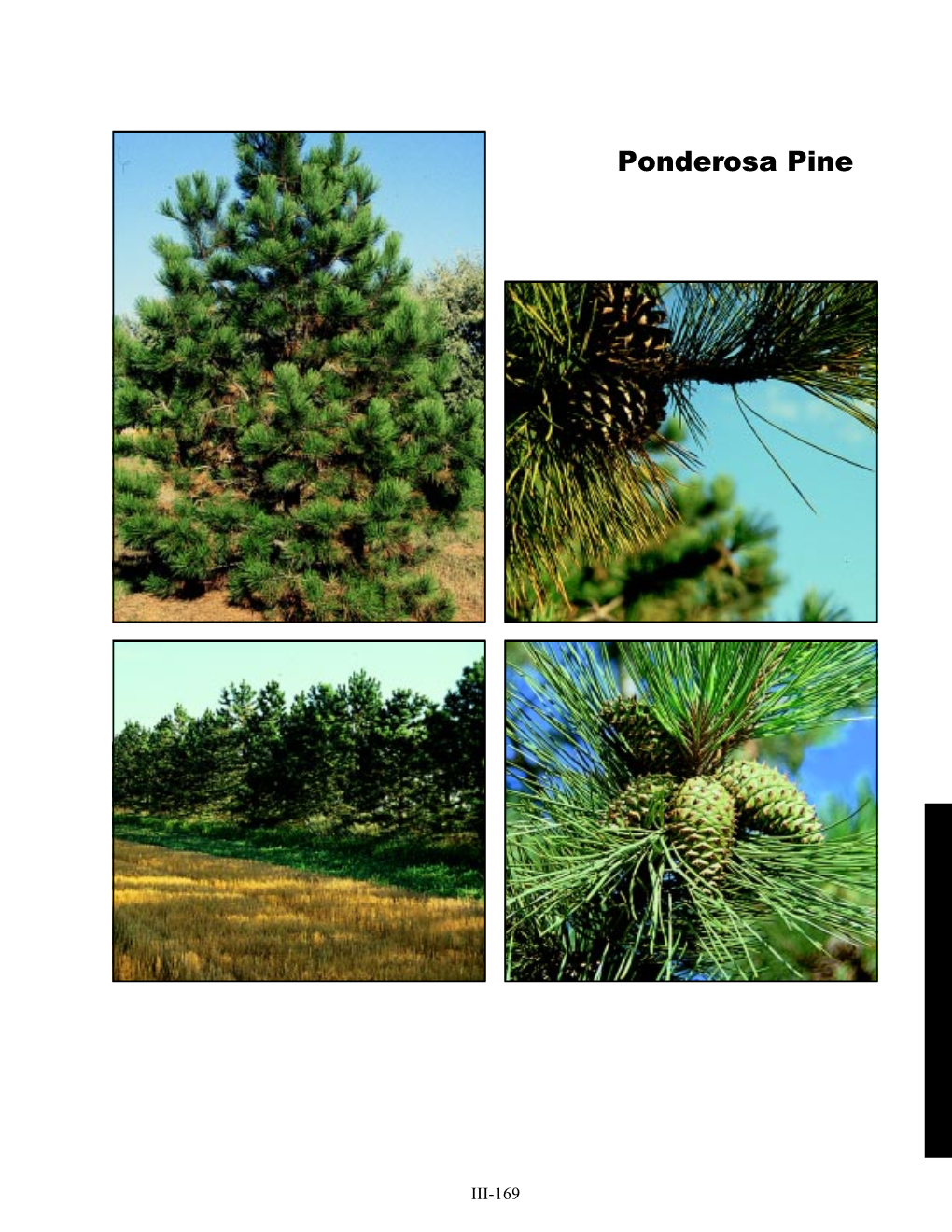 Ponderosa Pine