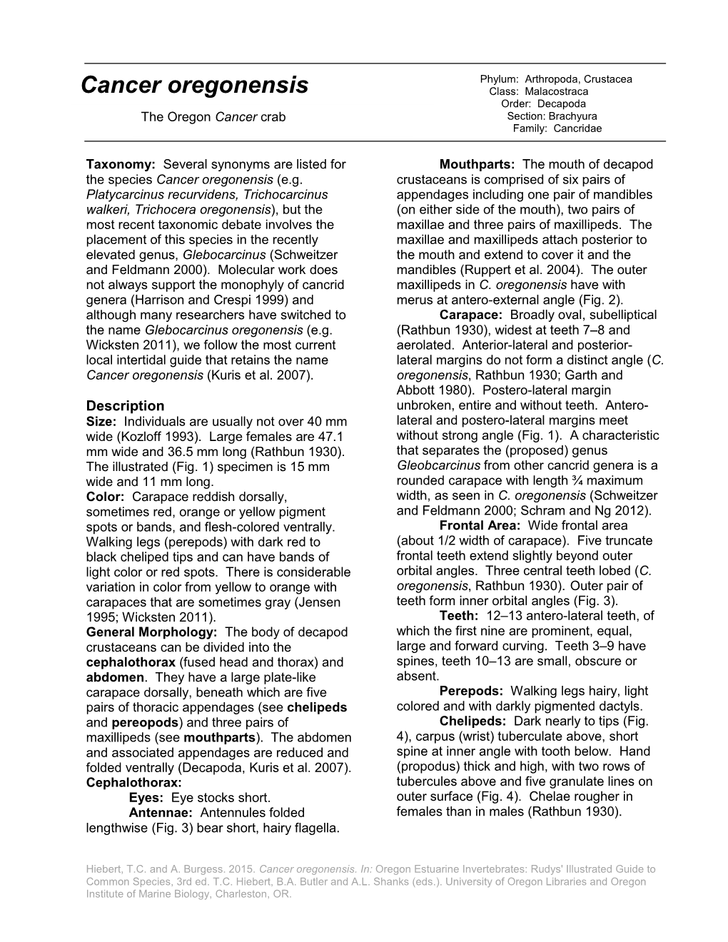 Cancer Oregonensis Class: Malacostraca Order: Decapoda the Oregon Cancer Crab Section: Brachyura Family: Cancridae