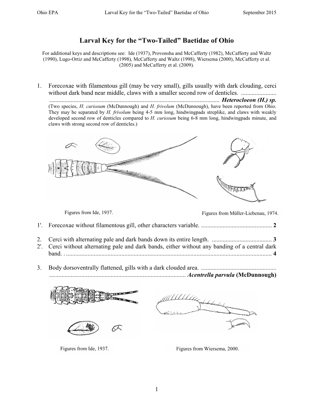 Larval Key for the “Two-Tailed” Baetidae of Ohio September 2015