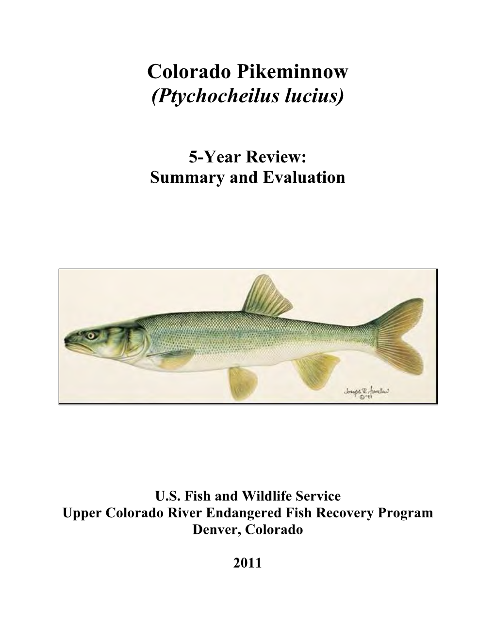 Colorado Pikeminnow (Ptychocheilus Lucius)