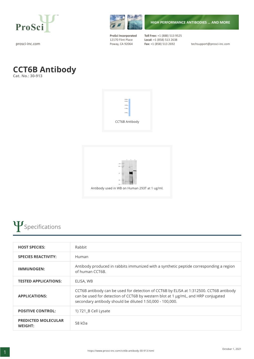 CCT6B Antibody Cat