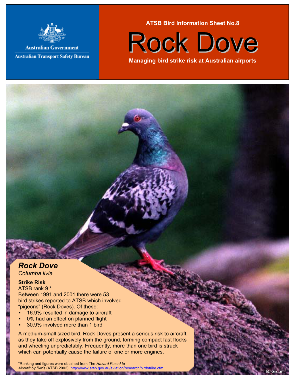 Rock Dove Columba Livia