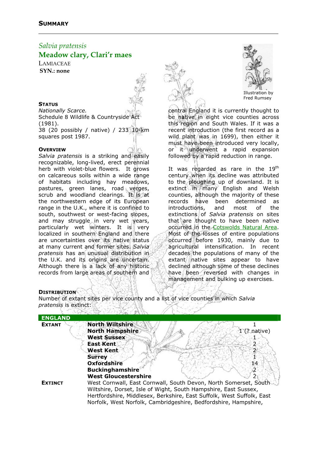 Salvia Pratensis Summary