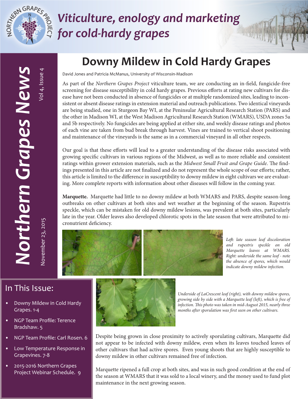 Downy Mildew in Cold Hardy Grapes