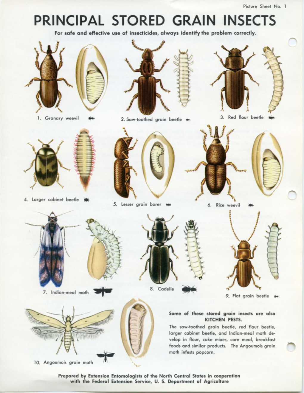 STORED GRAIN INSECTS for Safe and Effective Use of Insecticides, Always Identify the Problem Correctly