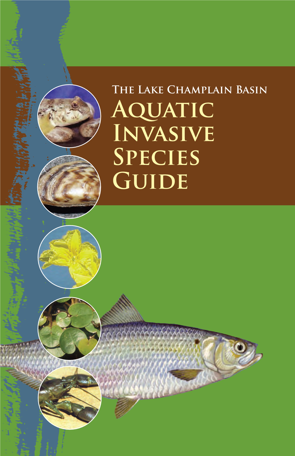 Lake Champlain Basin Aquatic Invasive Species Guide (Pdf)