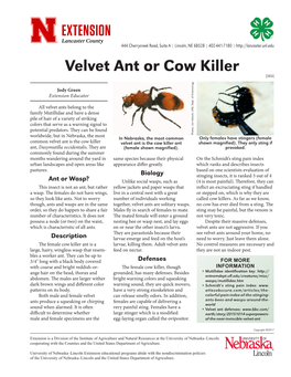 Velvet Ant Or Cow Killer [365]