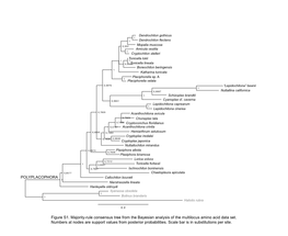 POLYPLACOPHORA Figure S1. Majority-Rule Consensus Tree From