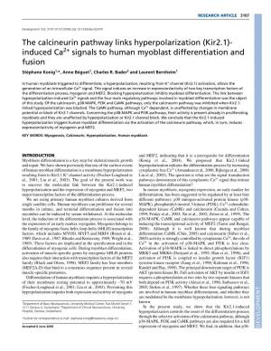 The Calcineurin Pathway Links Hyperpolarization (Kir2.1)- Induced