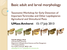Basic Adult and Larval Morphology