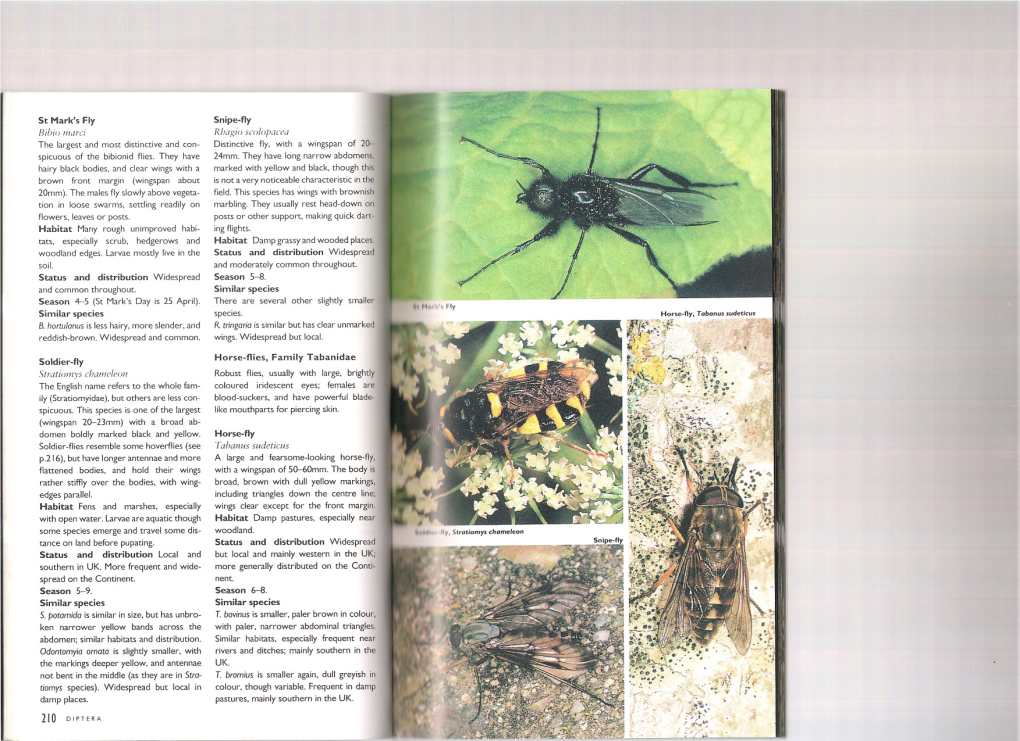 St Mark'sfly Status and Distribution Widespread Similar Species Soldier