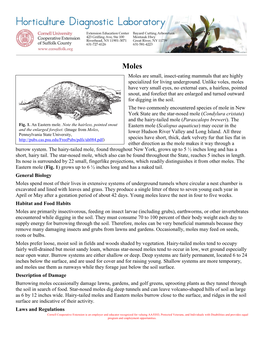 Moles Are Small, Insect-Eating Mammals That Are Highly Specialized for Living Underground