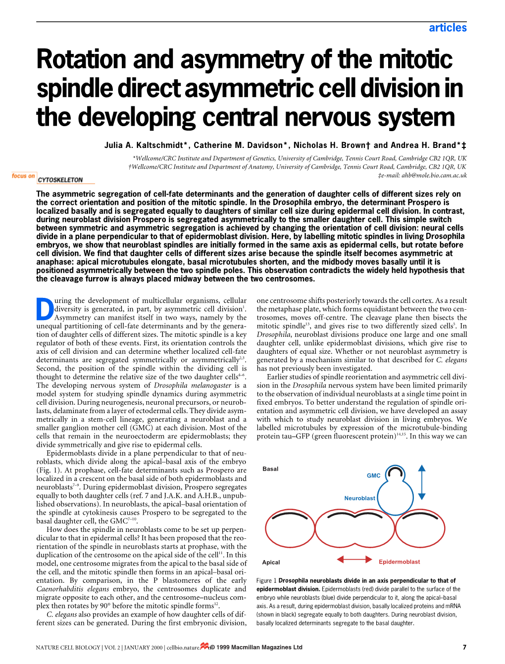 Rotation and Asymmetry of the Mitotic Spindle Direct Asymmetric Cell Division in the Developing Central Nervous System