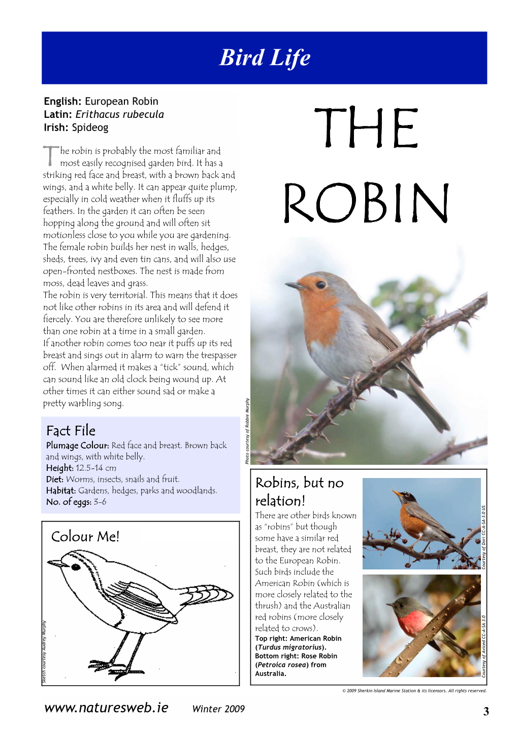 The Robin Is Very Territorial