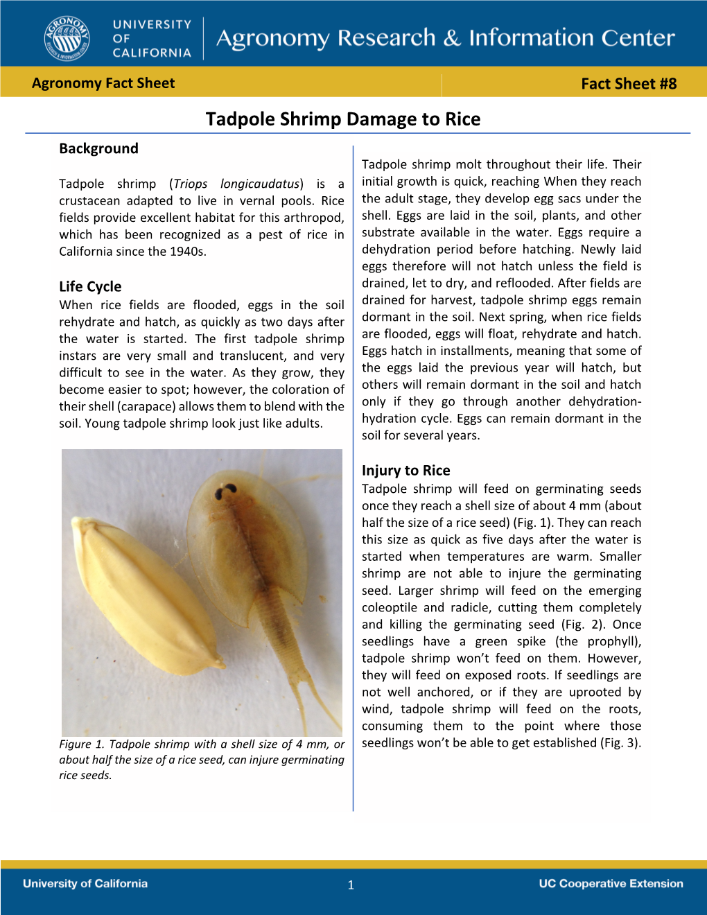 Tadpole Shrimp Damage to Rice