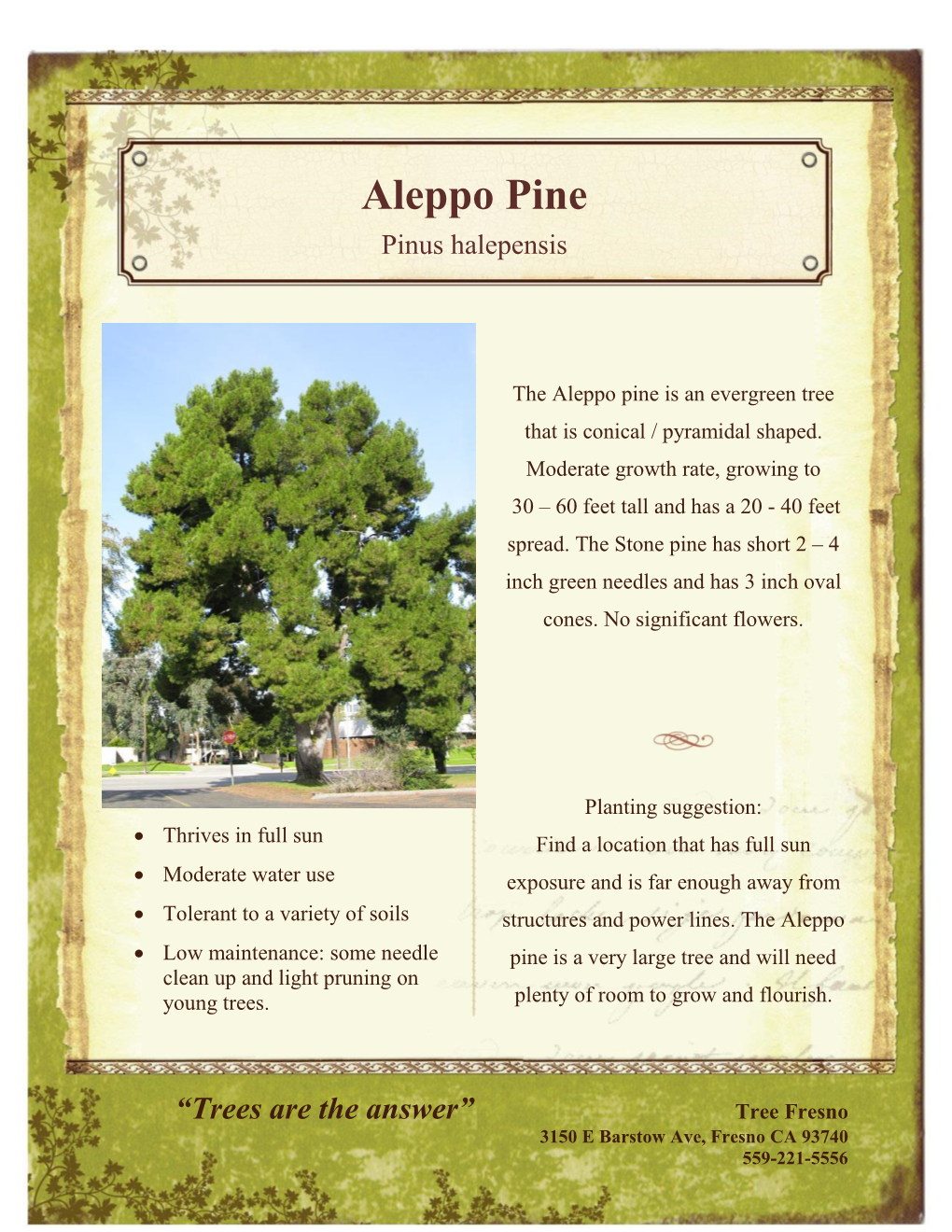 Aleppo Pine Pinus Halepensis