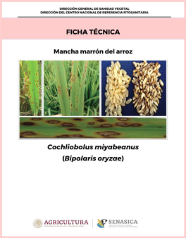 FICHA TÉCNICA Cochliobolus Miyabeanus (Bipolaris Oryzae)