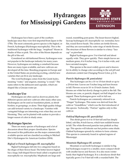 Hydrangeas for Mississippi Gardens