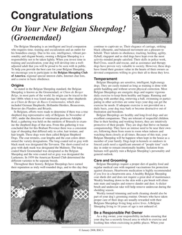 On Your New Belgian Sheepdog! (Groenendael)