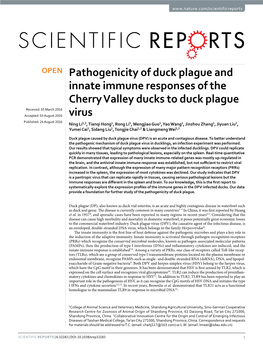 Pathogenicity of Duck Plague and Innate Immune Responses of The