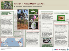Invasion of Papaya Mealybug in Asia R