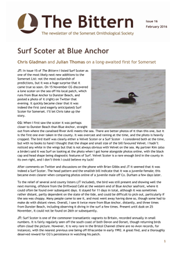 Surf Scoter at Blue Anchor