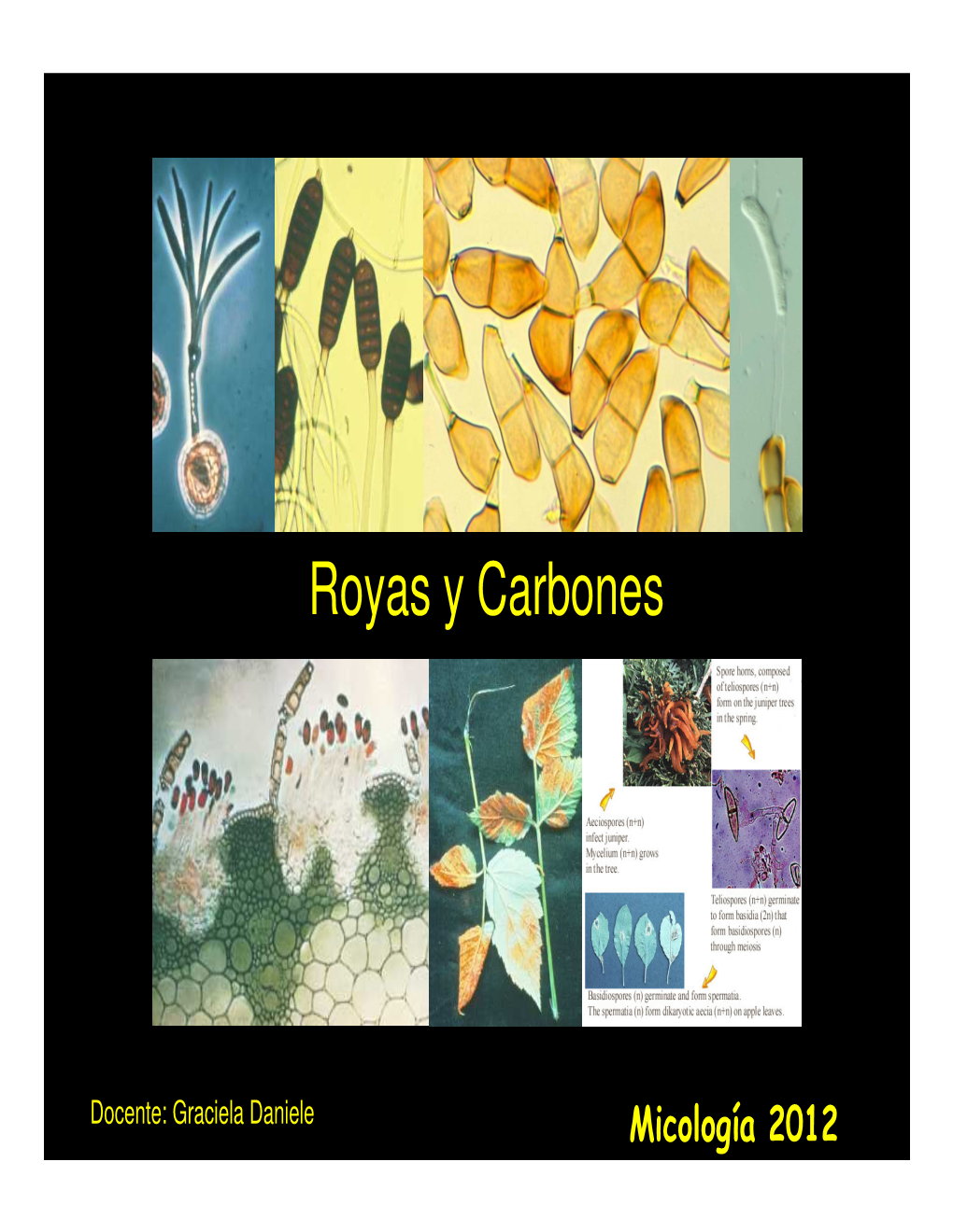 Royas Y Carbones